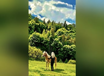 Haflinger, Stute, 1 Jahr, 154 cm, Fuchs