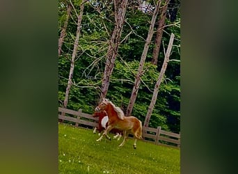 Haflinger, Stute, 1 Jahr, 154 cm, Fuchs