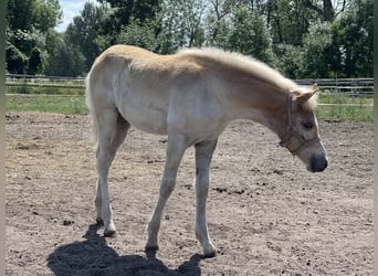 Haflinger, Stute, 1 Jahr, 155 cm