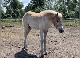 Haflinger, Stute, 1 Jahr, 155 cm