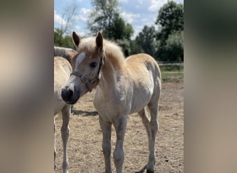 Haflinger, Stute, 1 Jahr, 155 cm
