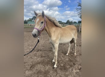 Haflinger, Stute, 1 Jahr, 155 cm