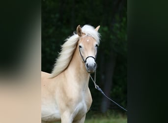 Haflinger, Stute, 1 Jahr, 155 cm