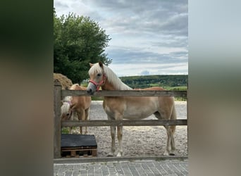 Haflinger, Stute, 1 Jahr, 155 cm, Fuchs