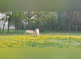 Haflinger, Stute, 1 Jahr, 155 cm, Fuchs
