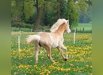 Haflinger, Stute, 1 Jahr, 155 cm, Fuchs
