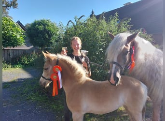 Haflinger, Stute, 1 Jahr, 155 cm, Fuchs