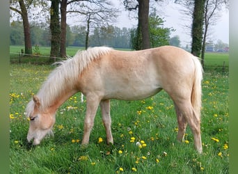 Haflinger, Stute, 1 Jahr, 155 cm, Fuchs