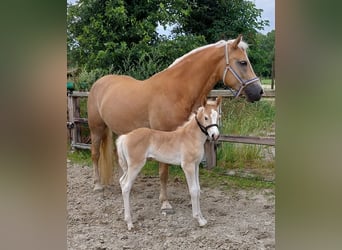 Haflinger, Stute, 1 Jahr, 155 cm, Fuchs