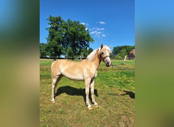 Haflinger, Stute, 1 Jahr, 155 cm, Fuchs