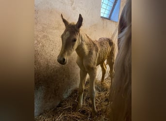 Haflinger, Stute, 1 Jahr, 156 cm