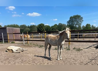 Haflinger, Stute, 1 Jahr, 156 cm