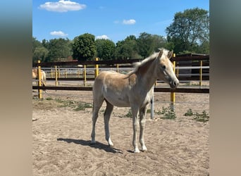 Haflinger, Stute, 1 Jahr, 156 cm