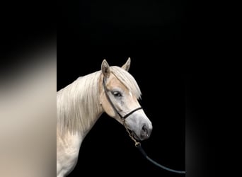 Haflinger, Stute, 1 Jahr
