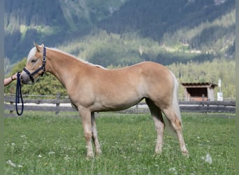 Haflinger, Stute, 1 Jahr, Dunkelfuchs