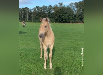 Haflinger Mix, Stute, 1 Jahr