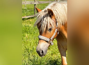 Haflinger, Stute, 1 Jahr, Fuchs