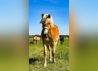 Haflinger, Stute, 1 Jahr, Fuchs