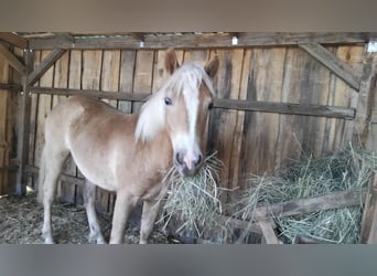 Haflinger, Stute, 1 Jahr, Fuchs