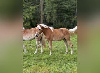 Haflinger, Stute, 1 Jahr, Fuchs