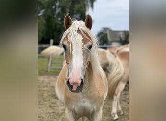 Haflinger, Stute, 1 Jahr, Fuchs
