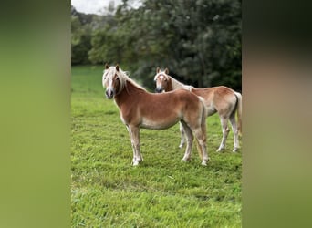 Haflinger, Stute, 1 Jahr, Fuchs