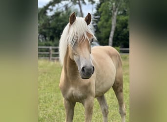 Haflinger, Stute, 1 Jahr, Fuchs