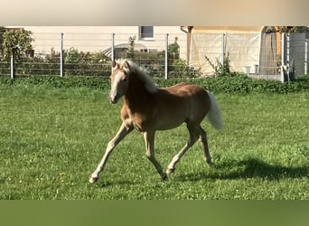 Haflinger, Stute, 1 Jahr, Fuchs