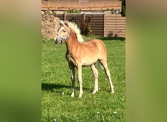 Haflinger, Stute, 1 Jahr, Fuchs