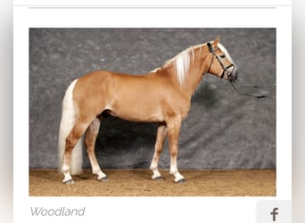 Haflinger, Stute, 1 Jahr, Fuchs