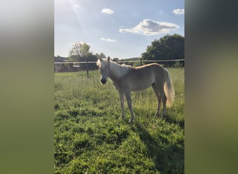 Haflinger, Stute, 1 Jahr, Fuchs