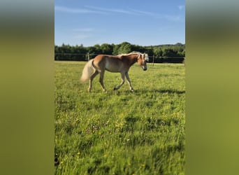 Haflinger, Stute, 1 Jahr, Fuchs
