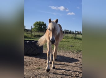 Haflinger, Stute, 1 Jahr, Fuchs