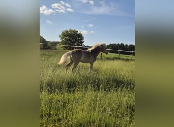Haflinger, Stute, 1 Jahr, Fuchs