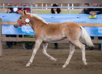 Haflinger, Stute, 1 Jahr, Fuchs