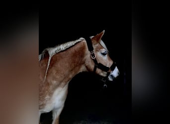 Haflinger, Stute, 20 Jahre, 142 cm