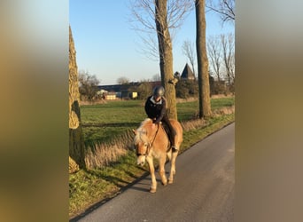 Haflinger, Stute, 20 Jahre, 142 cm