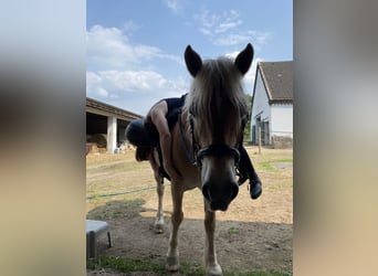 Haflinger, Stute, 20 Jahre, 142 cm