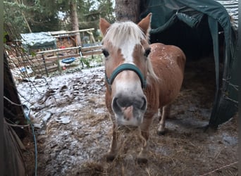 Haflinger, Stute, 20 Jahre, 142 cm, Fuchs