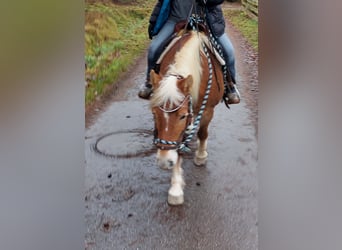 Haflinger, Stute, 20 Jahre, 143 cm, Palomino