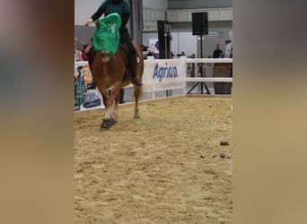 Haflinger, Stute, 20 Jahre, 143 cm, Palomino