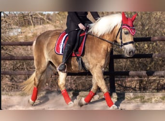 Haflinger, Stute, 20 Jahre, 145 cm