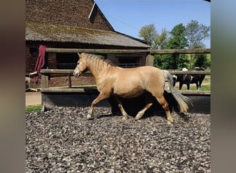 Haflinger, Stute, 20 Jahre, 145 cm