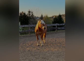 Haflinger, Stute, 20 Jahre, 147 cm, Dunkelfuchs