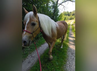 Haflinger, Stute, 20 Jahre, 148 cm, Fuchs