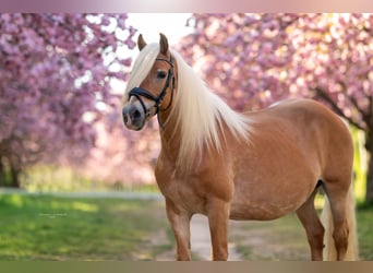 Haflinger, Stute, 20 Jahre, 148 cm, Fuchs