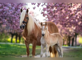 Haflinger, Stute, 20 Jahre, 148 cm, Fuchs