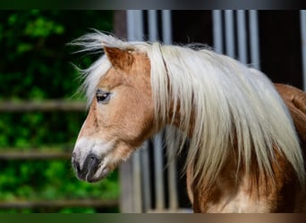 Haflinger, Stute, 20 Jahre, 149 cm, Falbe
