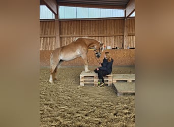 Haflinger, Stute, 20 Jahre, 149 cm, Fuchs