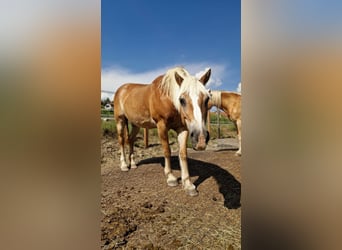 Haflinger, Stute, 20 Jahre, 150 cm, Fuchs